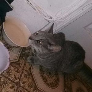 Meet your Posher, Pedro